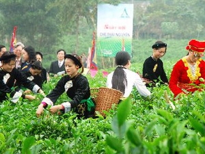 Le 2e Festival du thé de Thai Nguyen promet un bon cru